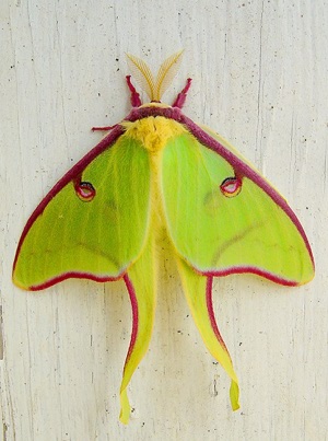 Luna Moth in Ouachita Mountains